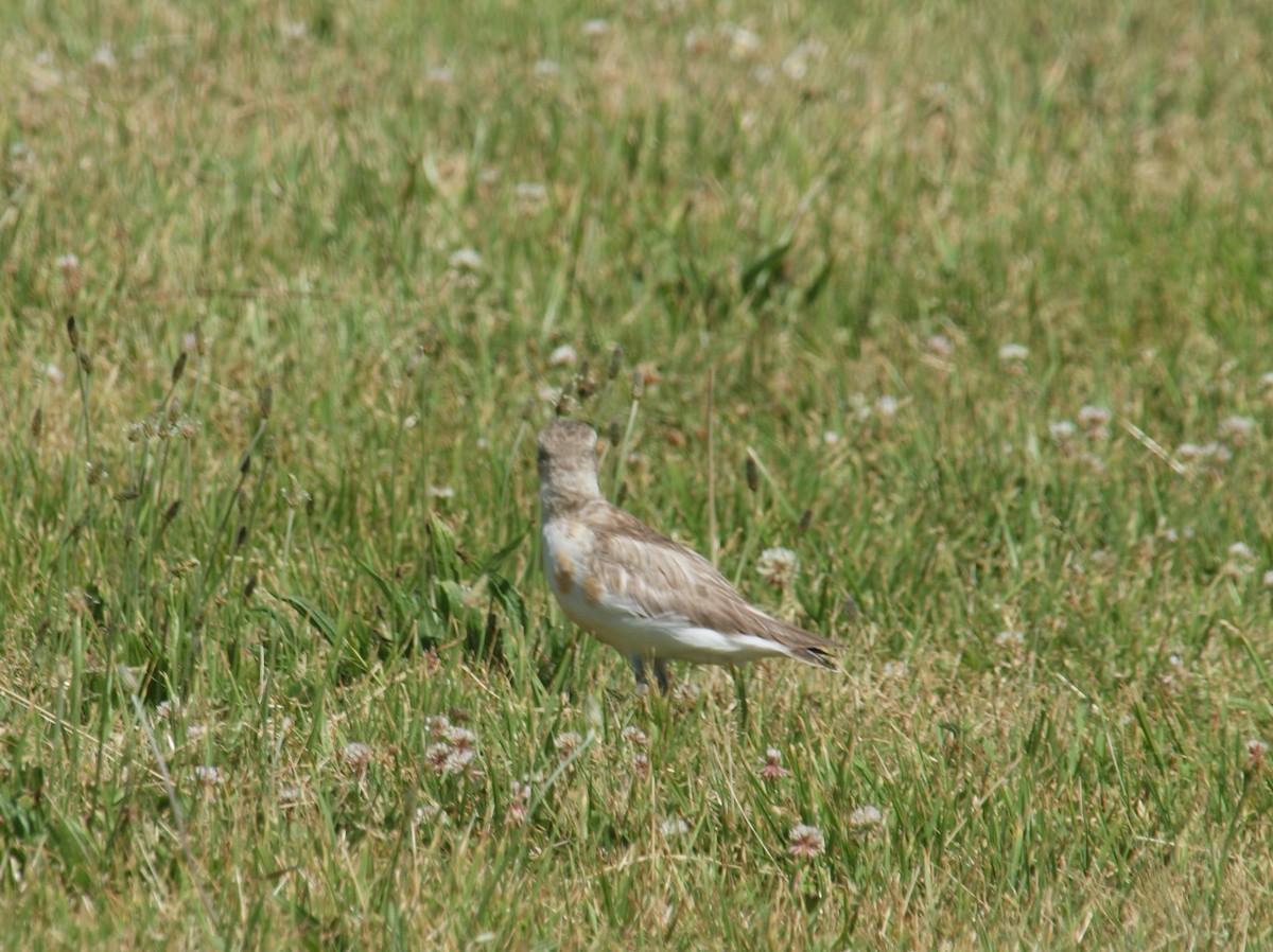 Red-breasted Dotterel - ML646678282