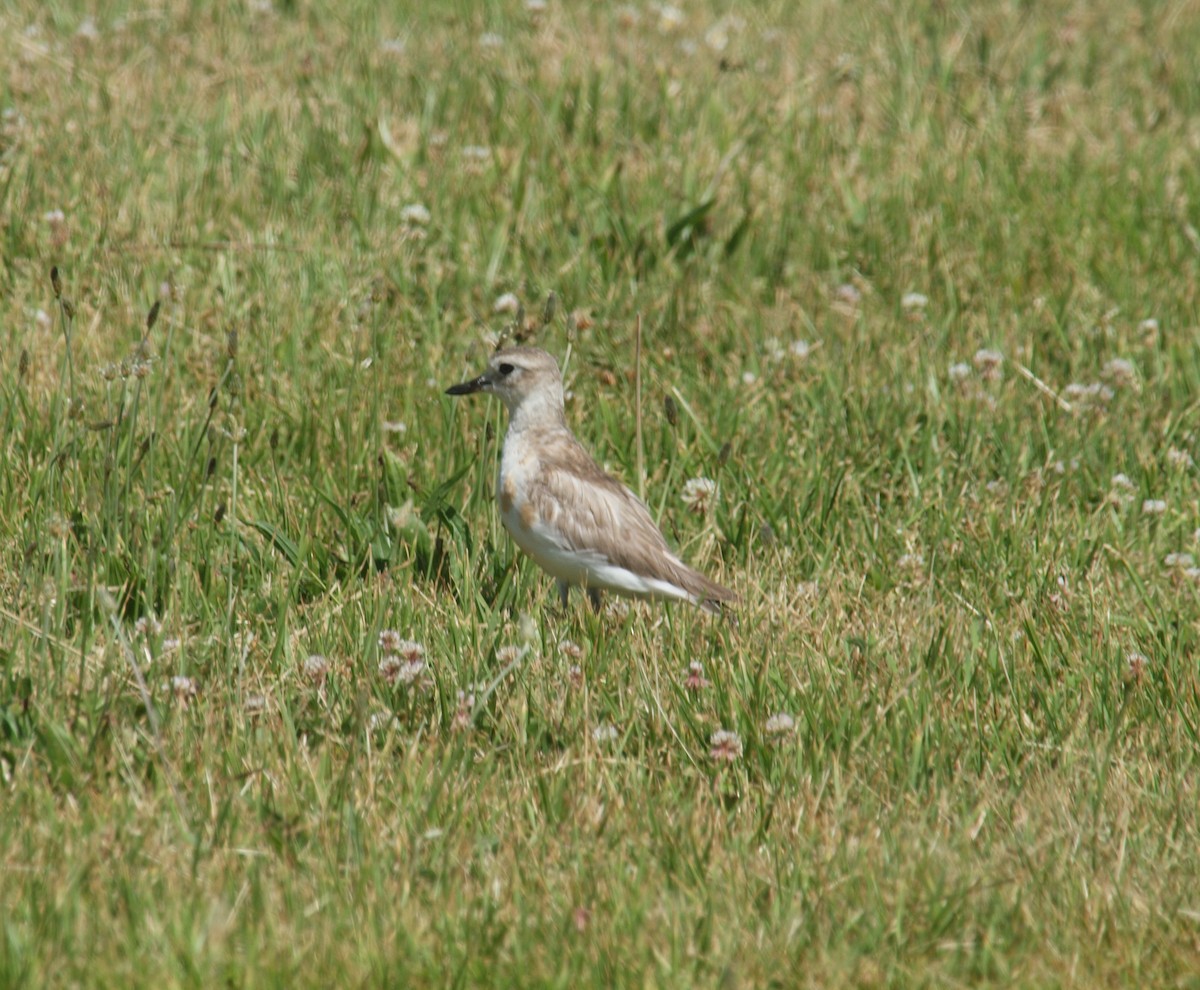 Red-breasted Dotterel - ML646678283