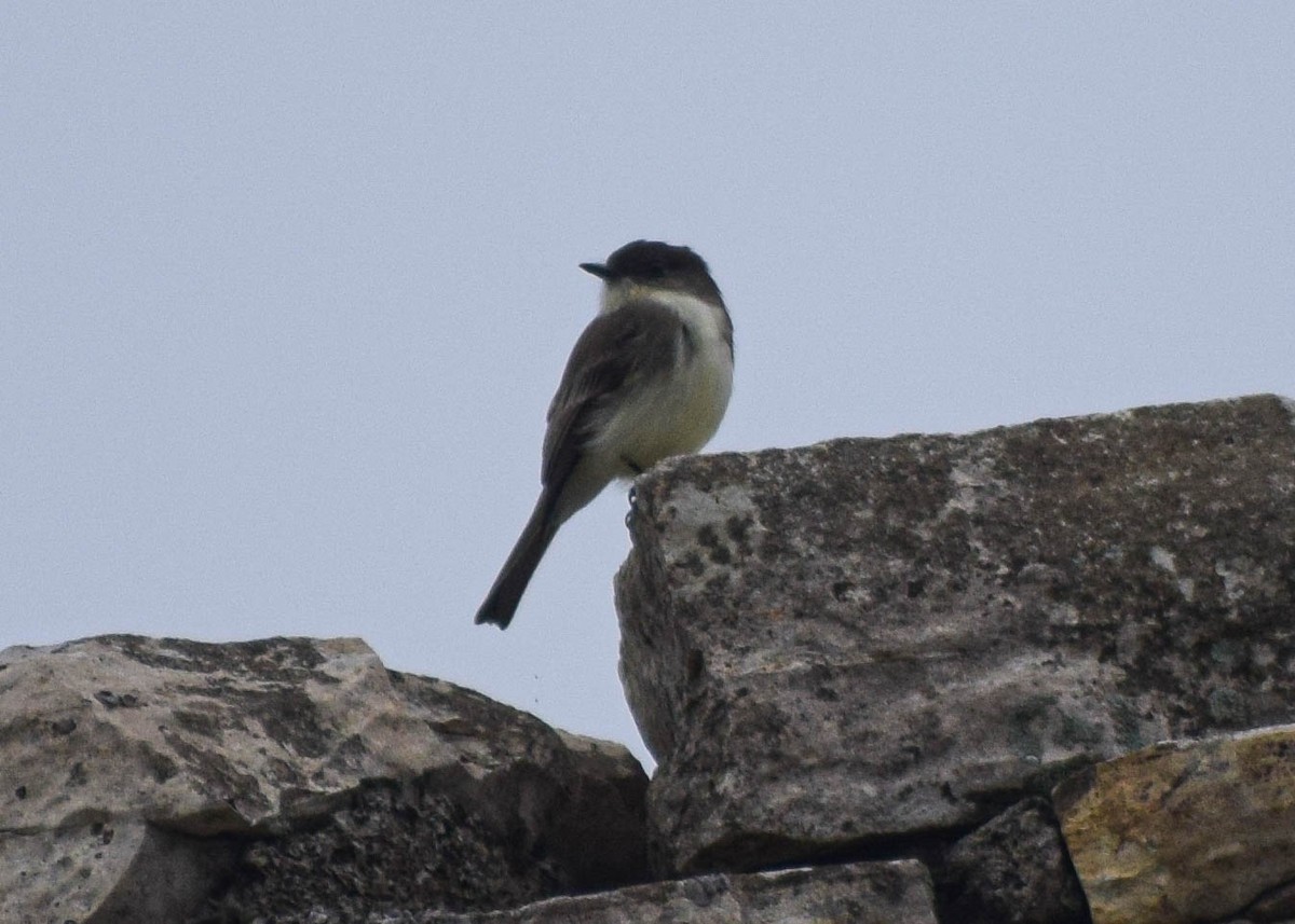 Eastern Phoebe - ML646678284
