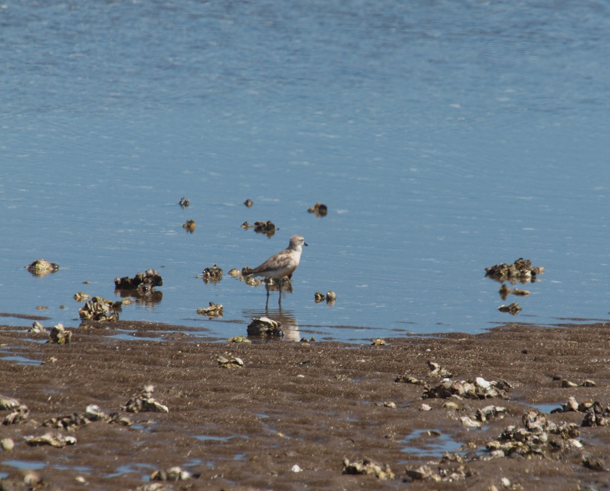 Red-breasted Dotterel - ML646678285