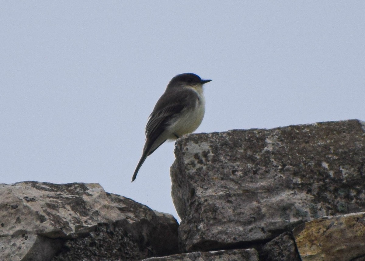 Eastern Phoebe - ML646678286