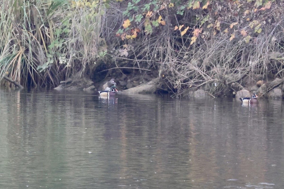 Каролінка - ML646678289