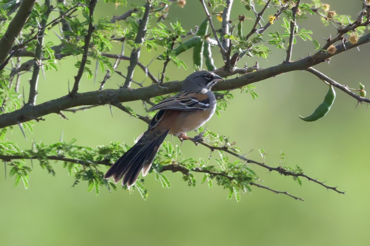 Bridled Sparrow - ML646678290