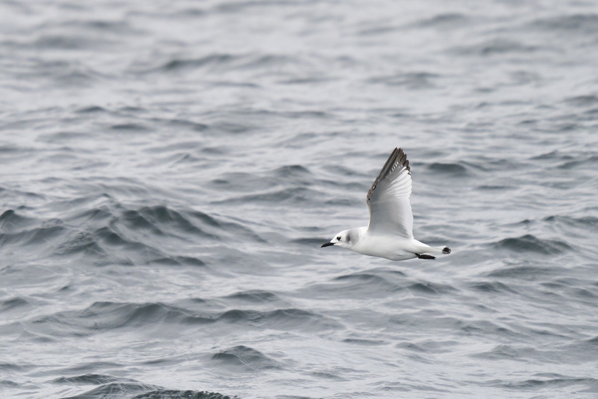 Black-legged Kittiwake - ML646678294