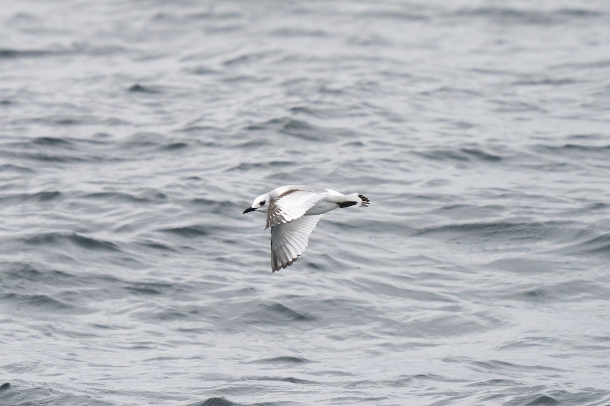 Black-legged Kittiwake - ML646678295