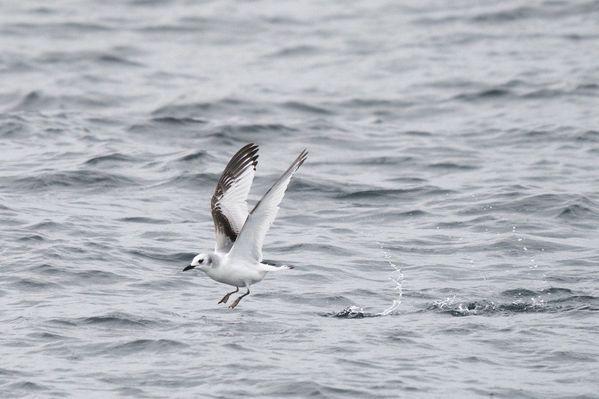 Black-legged Kittiwake - ML646678297