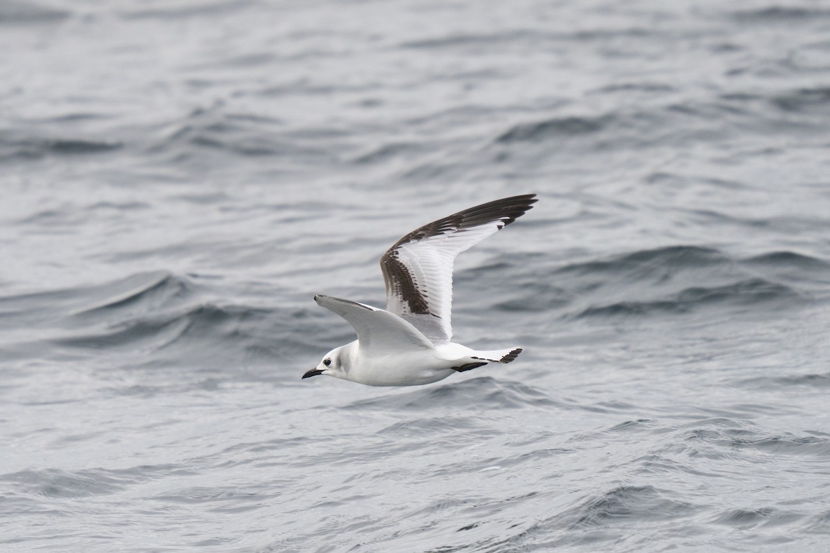 Black-legged Kittiwake - ML646678298