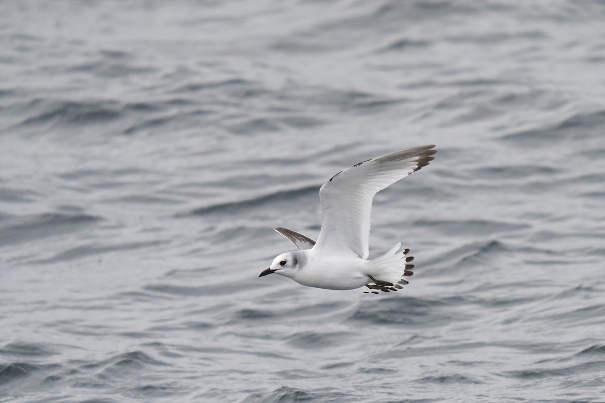 Black-legged Kittiwake - ML646678299