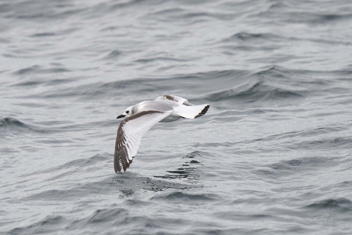 Black-legged Kittiwake - ML646678300