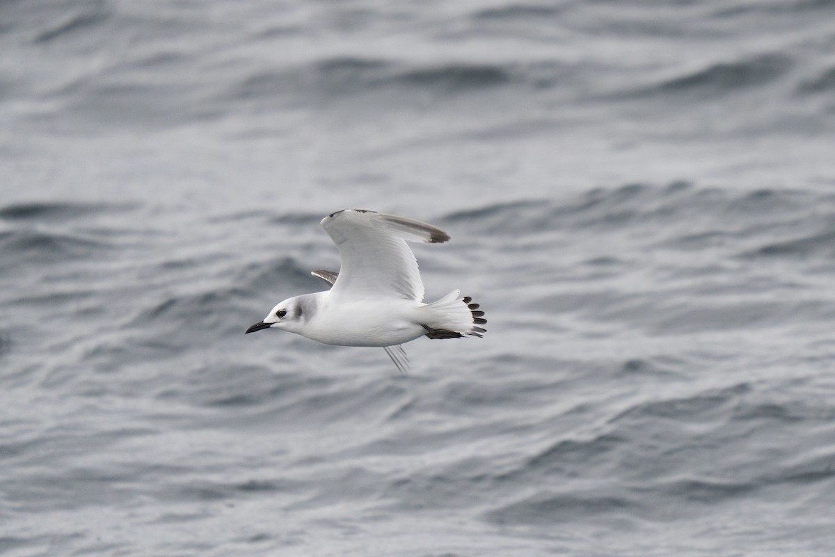 Black-legged Kittiwake - ML646678301
