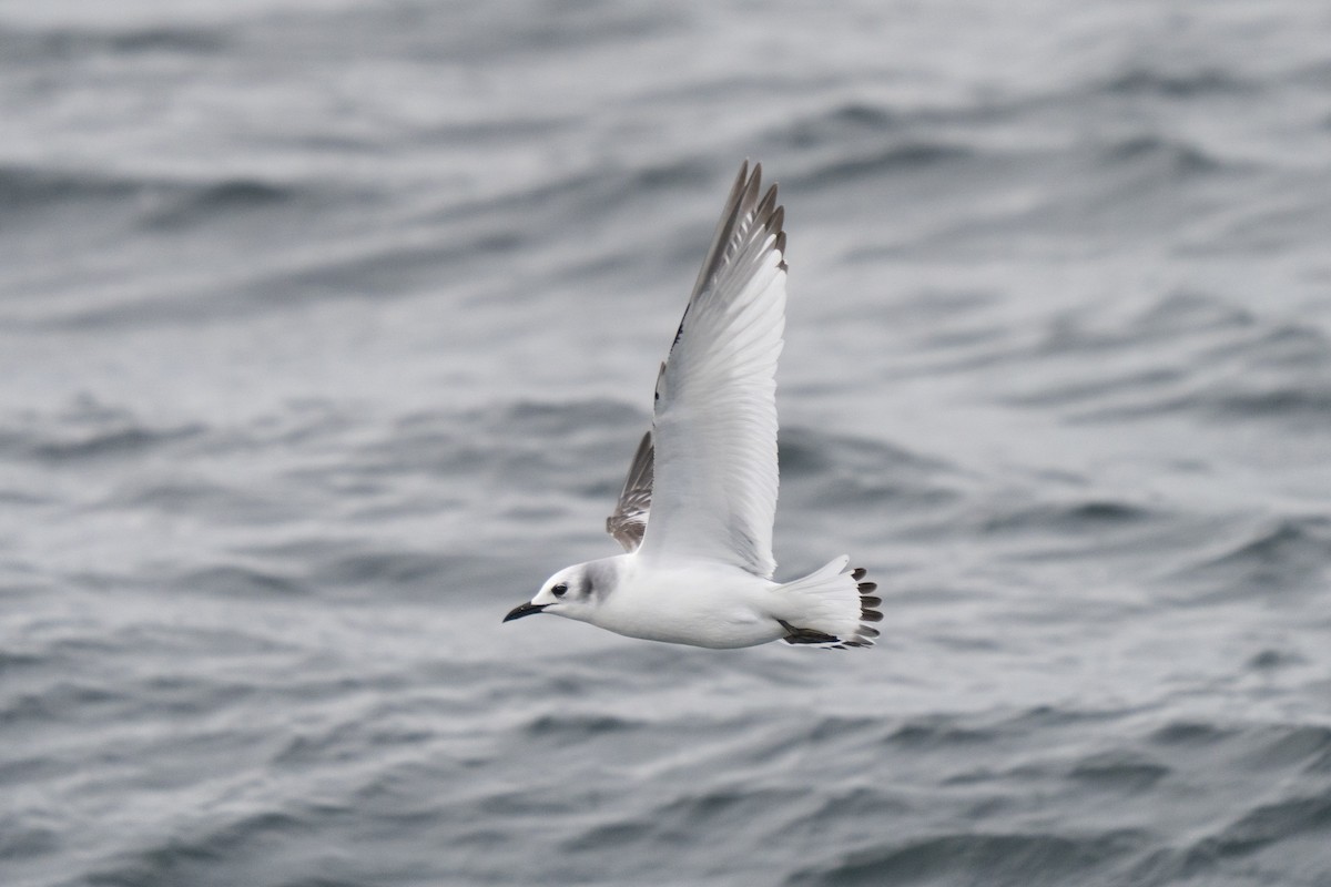 Black-legged Kittiwake - ML646678302