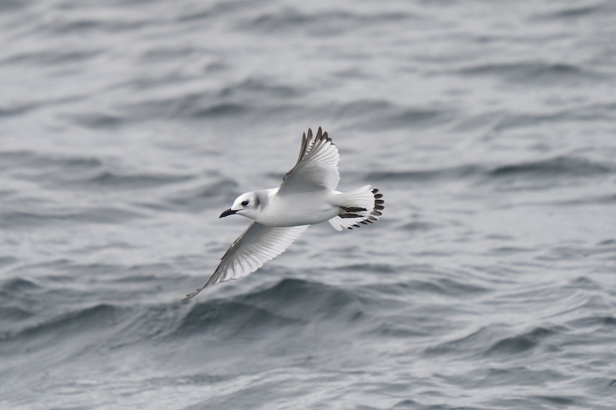 Black-legged Kittiwake - ML646678303