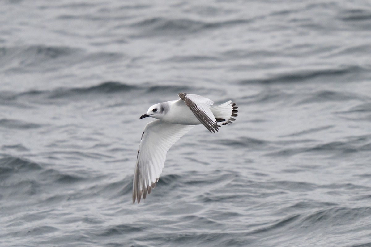 Black-legged Kittiwake - ML646678304