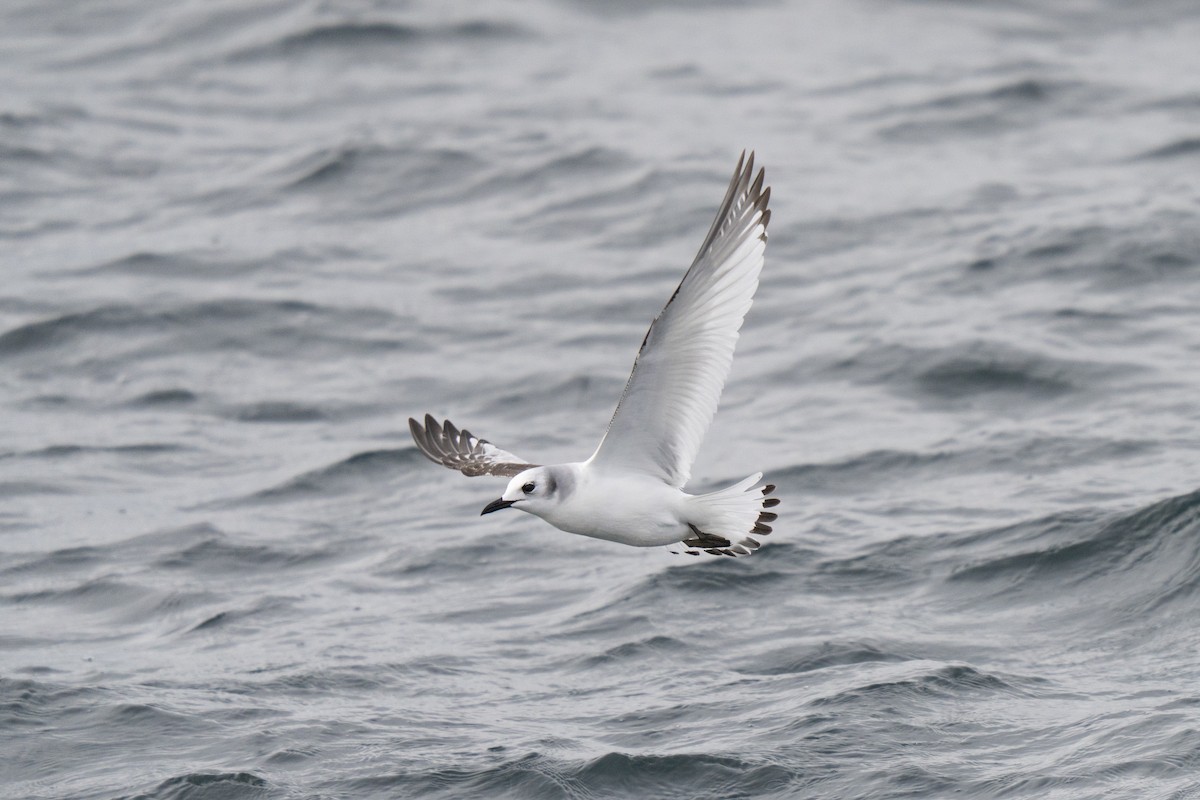 Black-legged Kittiwake - ML646678305