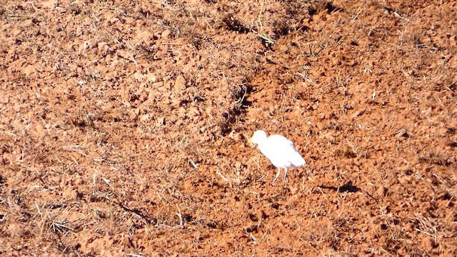 Sığır Balıkçılı - ML646678306