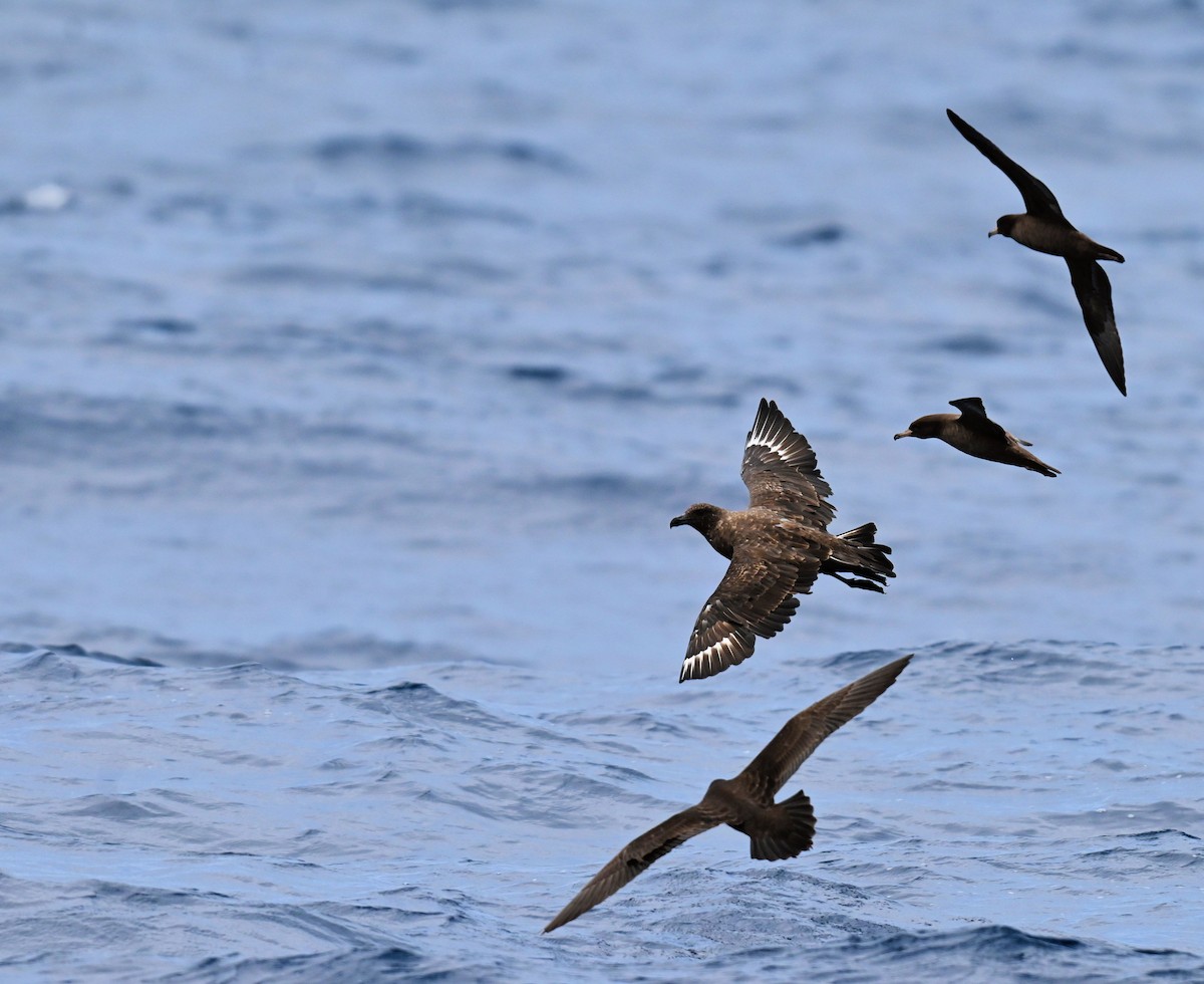 Brown Skua - ML646678307