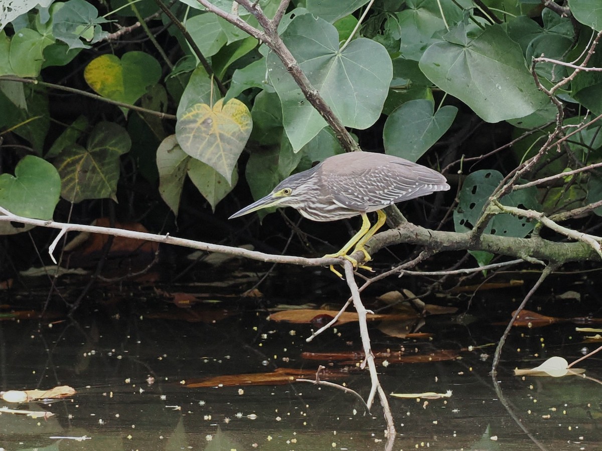 Little Heron - ML646678308