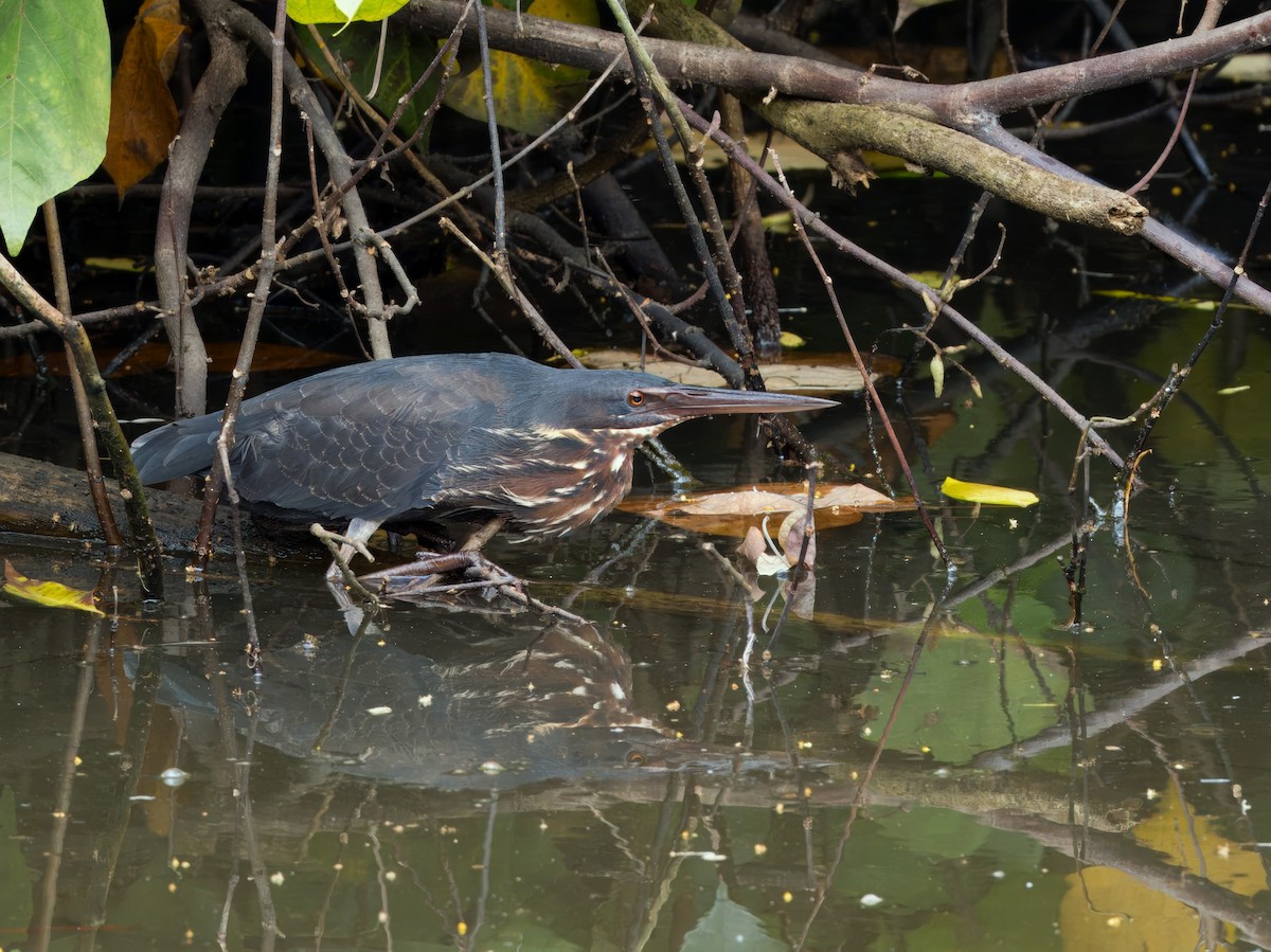 Black Bittern - ML646678310
