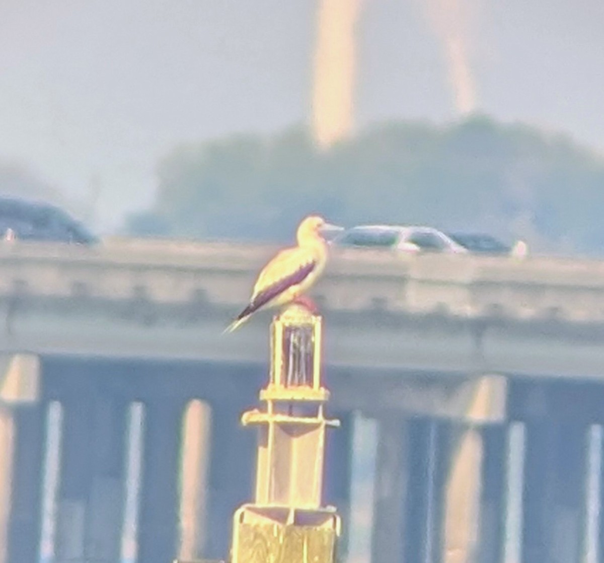 Red-footed Booby - ML646678311