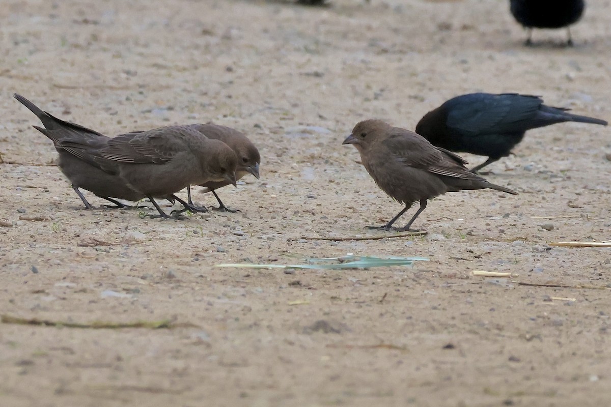 Вашер буроголовий - ML646678312