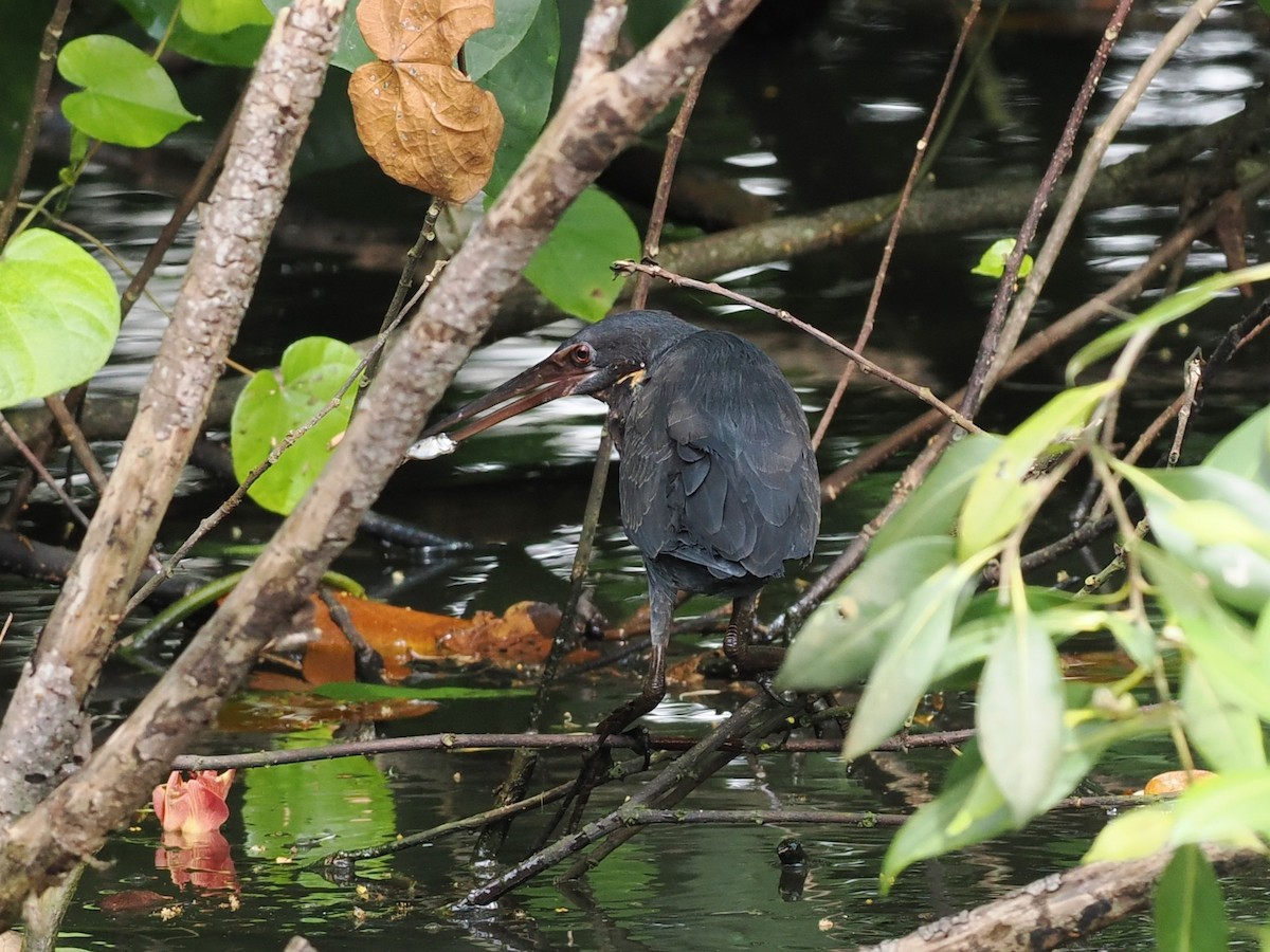 Black Bittern - ML646678313