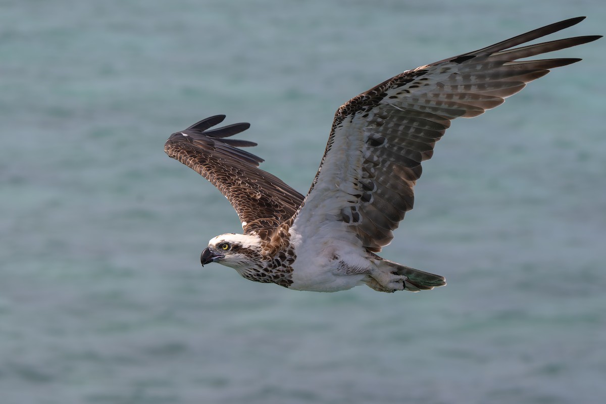 ミサゴ（cristatus） - ML646678315