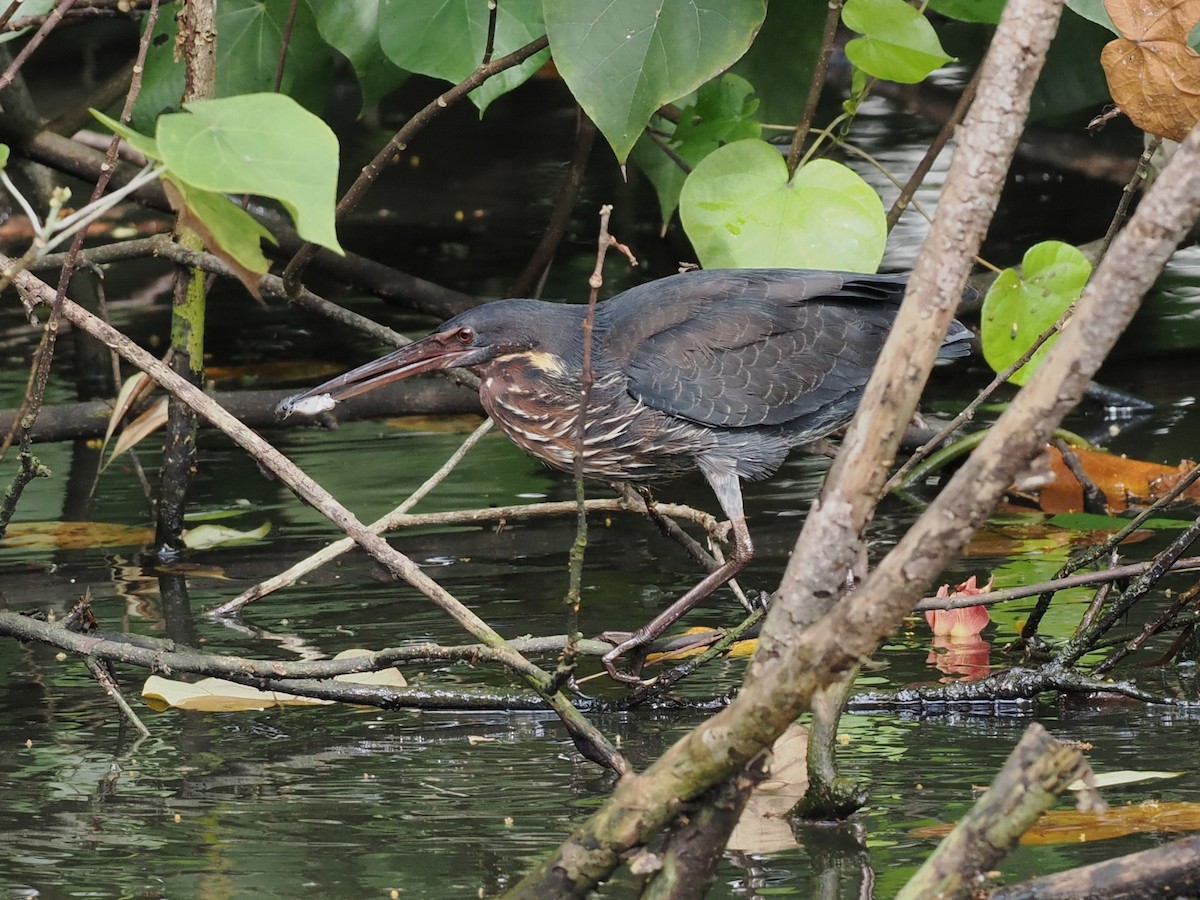 Black Bittern - ML646678316