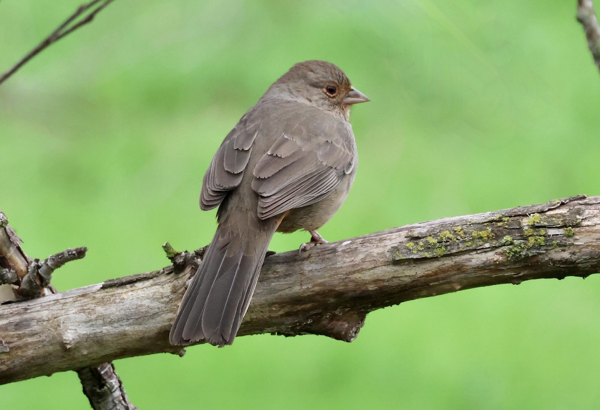 Тауї каліфорнійський - ML646678317