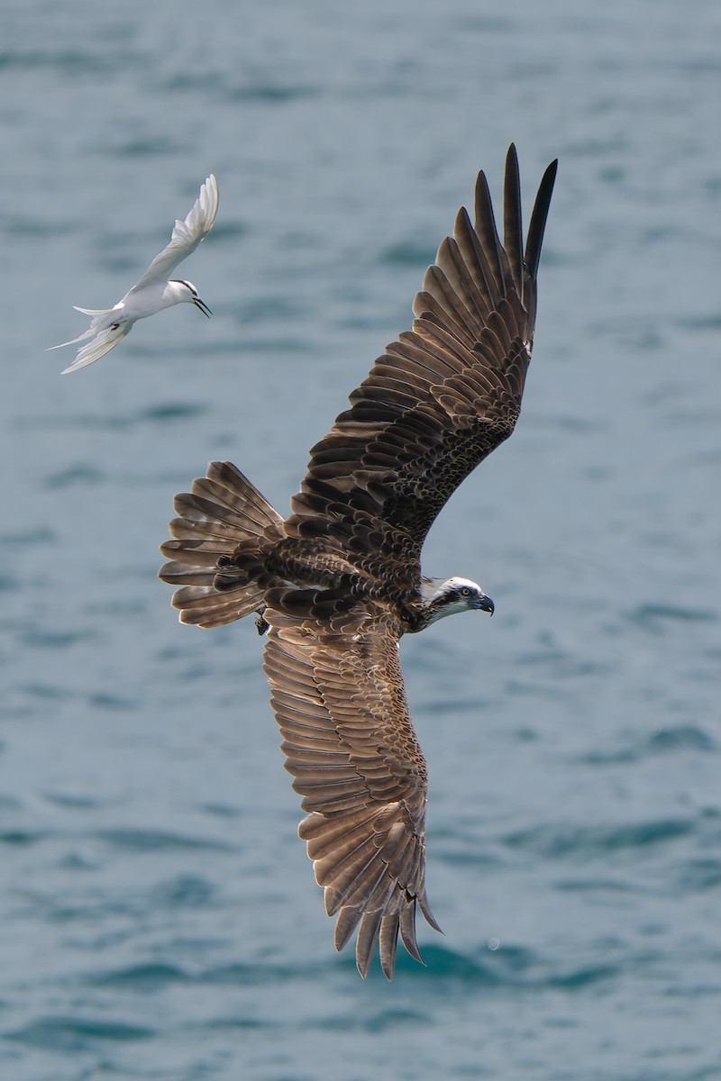 ミサゴ（cristatus） - ML646678319