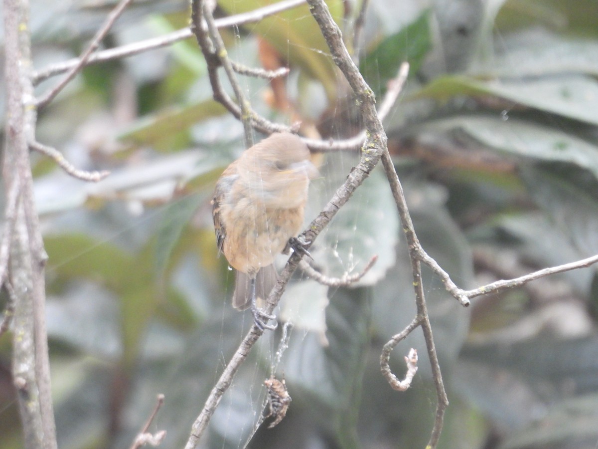 Passerin indigo - ML646678320