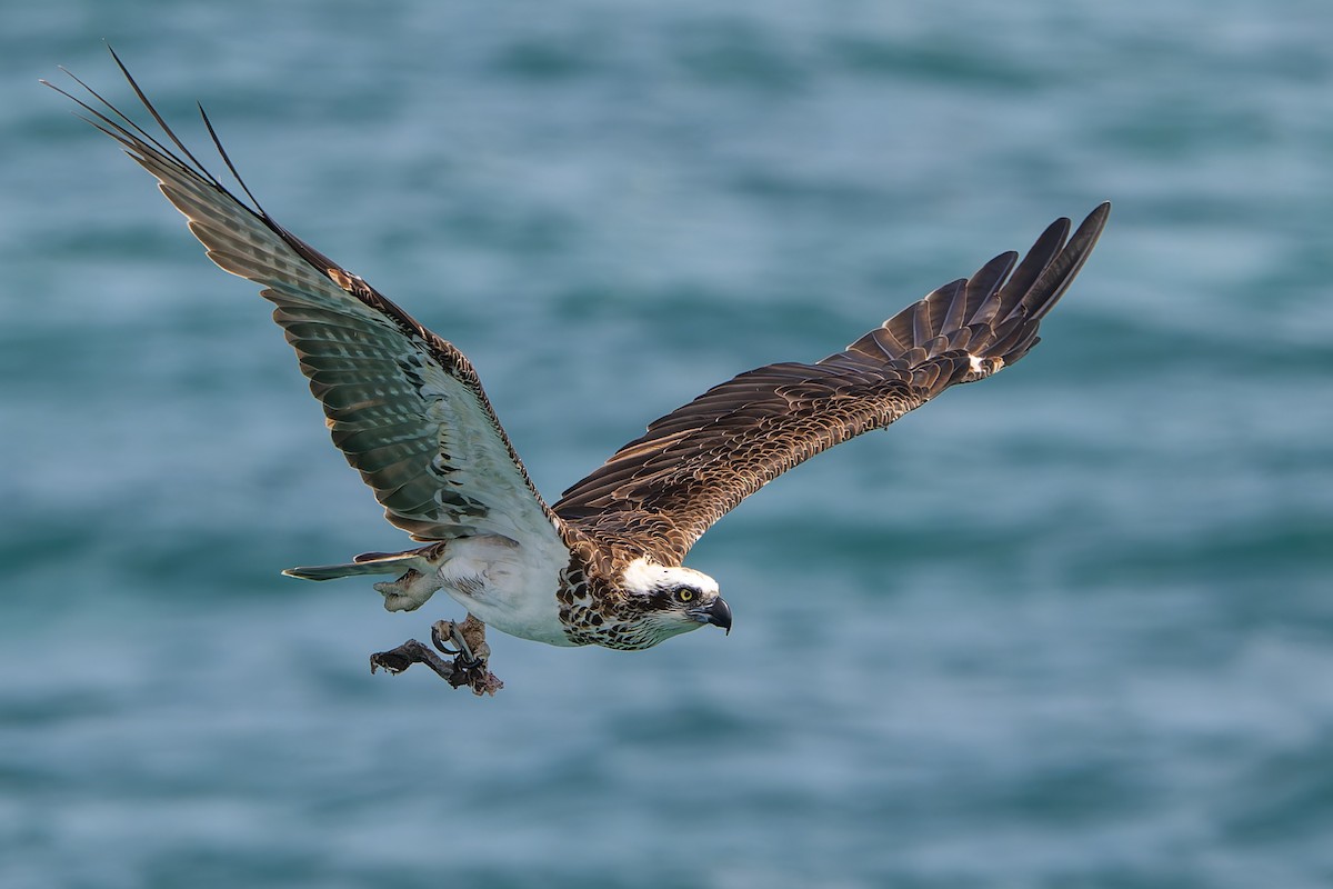 ミサゴ（cristatus） - ML646678321