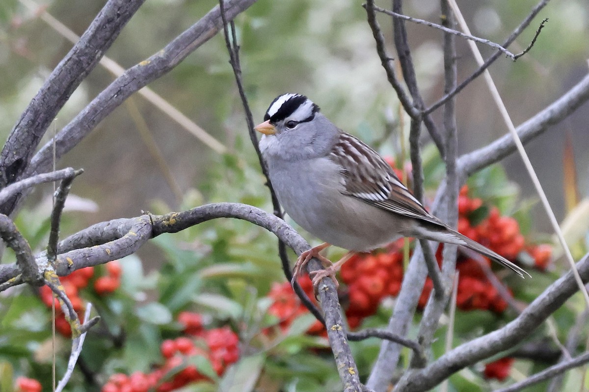 Porsuk Serçesi (gambelii) - ML646678323