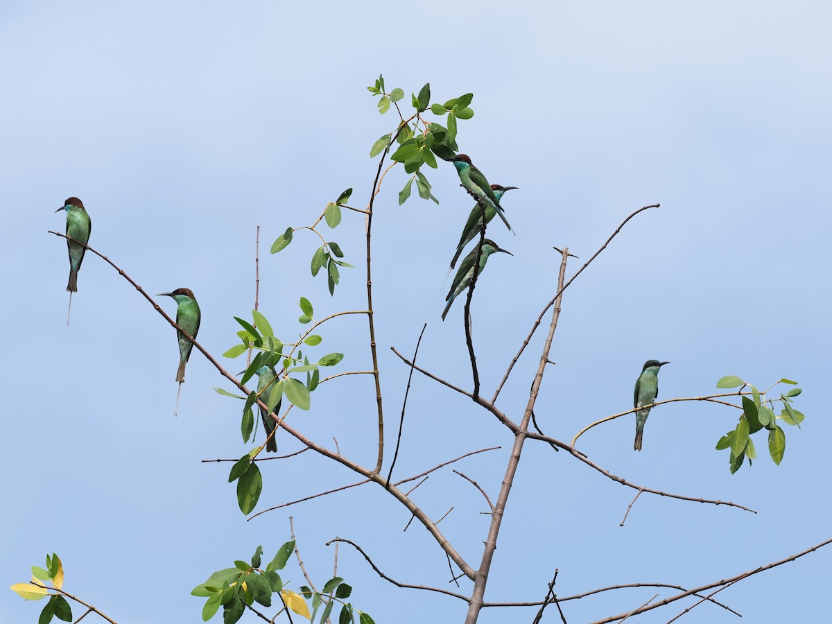 Blue-throated Bee-eater - ML646678324