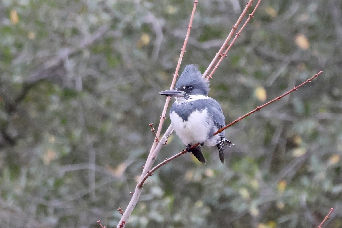 Рибалочка-чубань північний - ML646678325