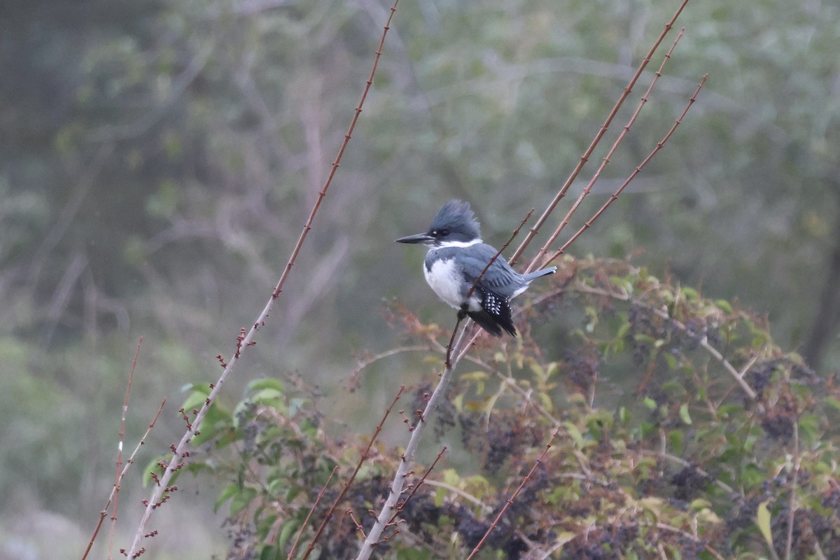Рибалочка-чубань північний - ML646678326