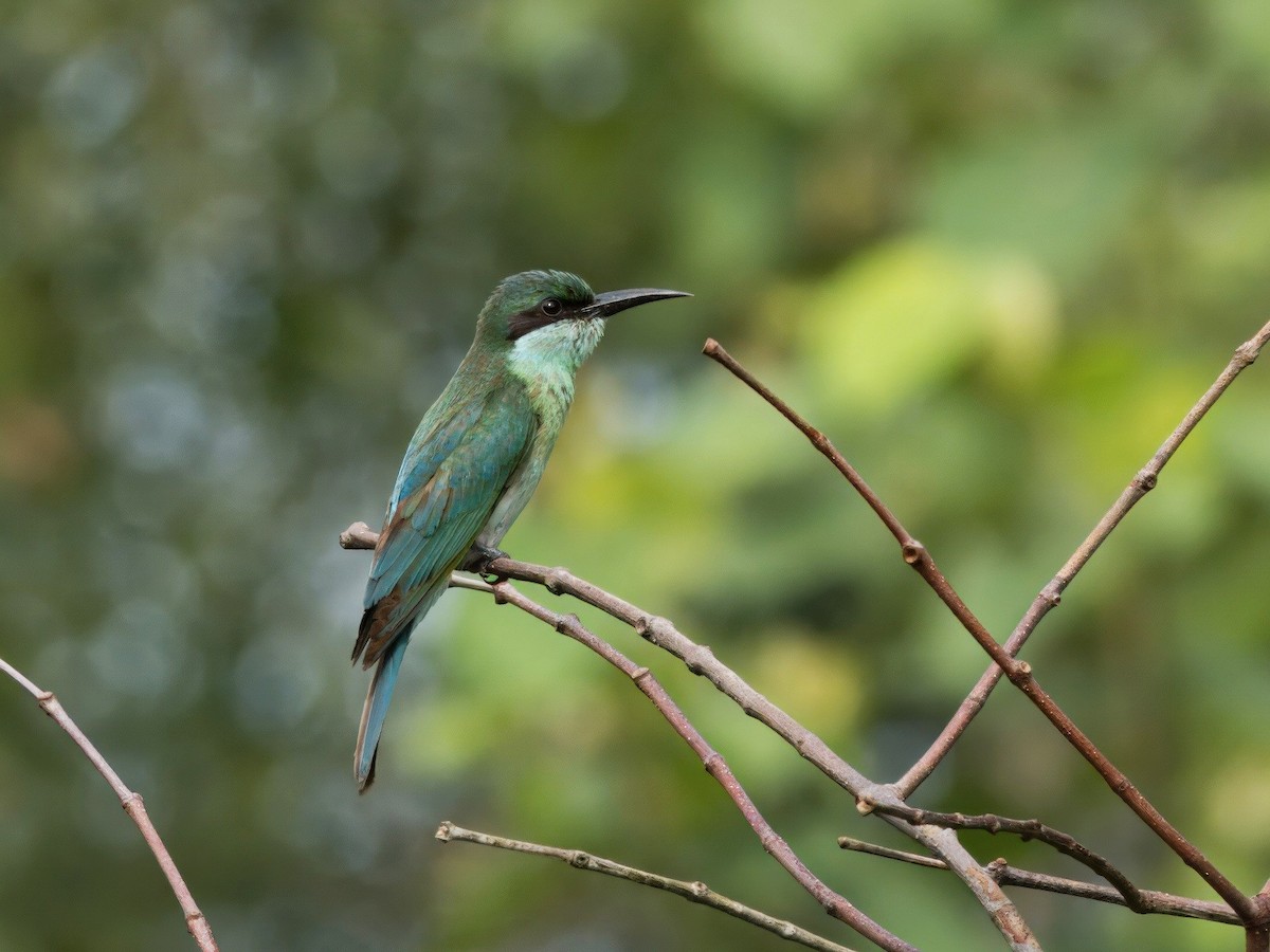 Blue-throated Bee-eater - ML646678327