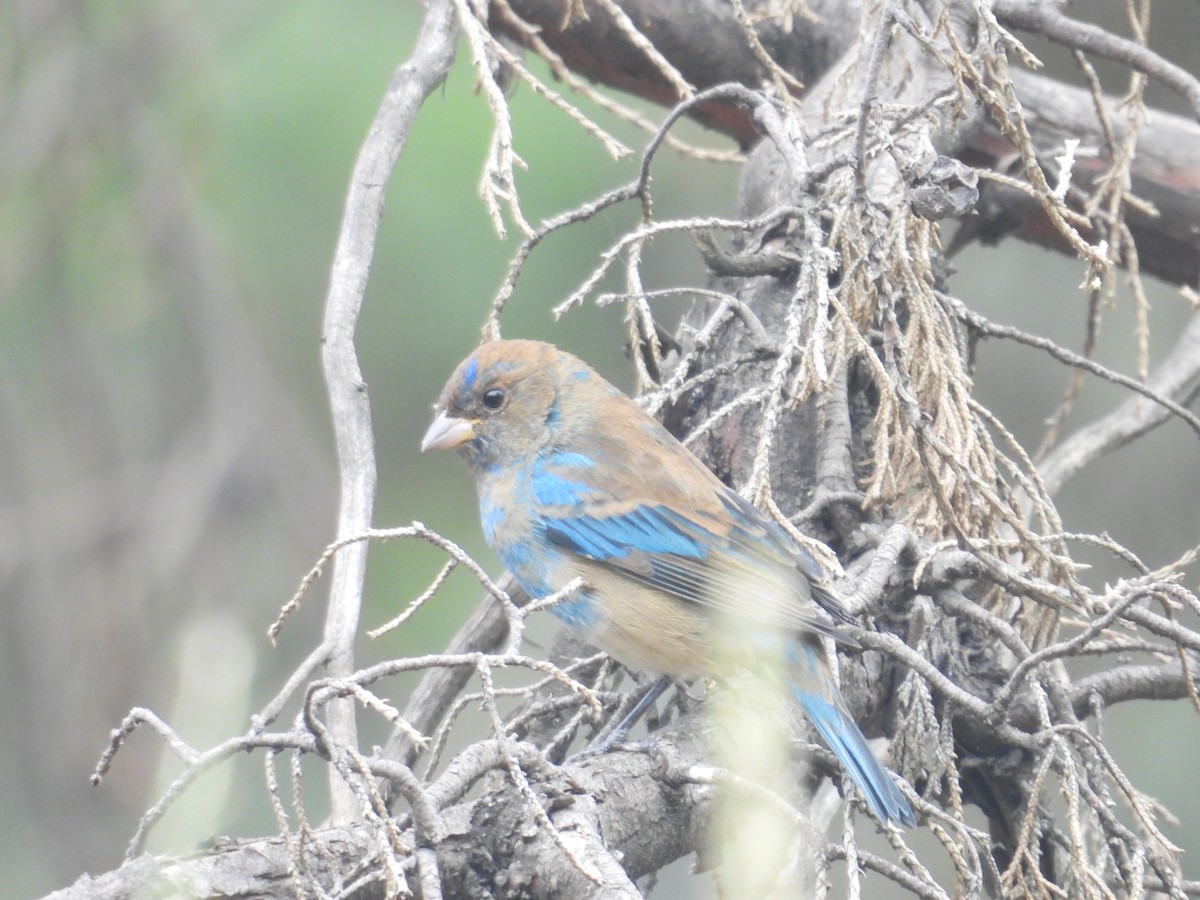 Passerin indigo - ML646678328