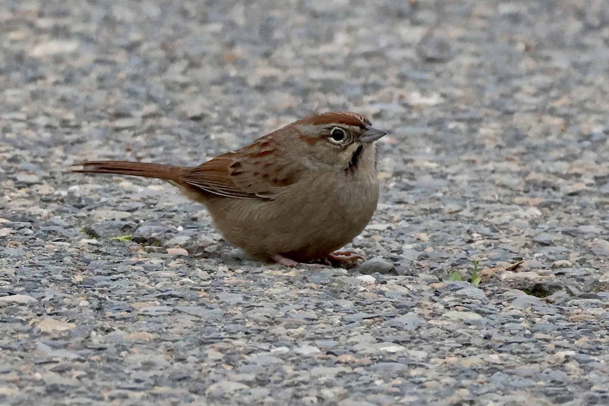 Пінсон рудоголовий - ML646678329