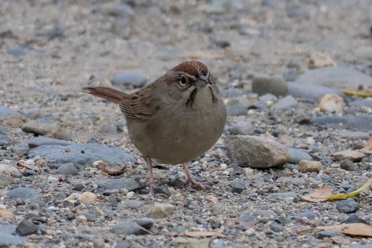 Пінсон рудоголовий - ML646678330