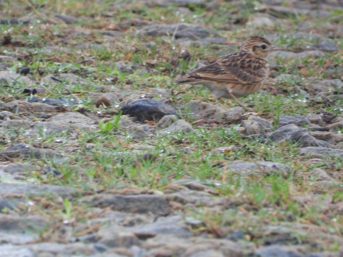 Hegatxabal ekialdetarra - ML646678331