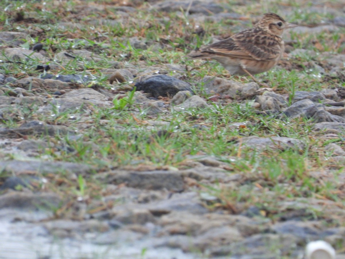 Hegatxabal ekialdetarra - ML646678332