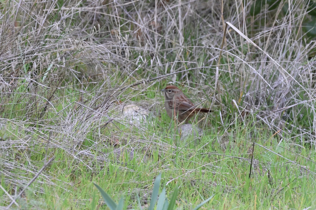 Пінсон рудоголовий - ML646678333