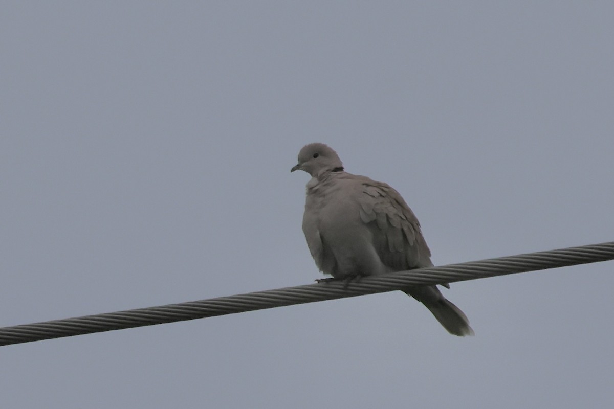 Eurasian Collared-Dove - ML646678334