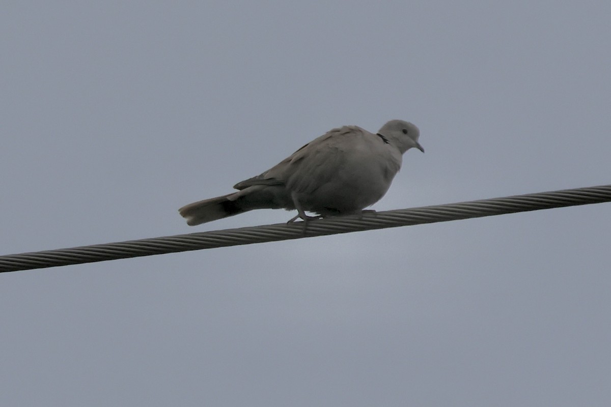 Eurasian Collared-Dove - ML646678335