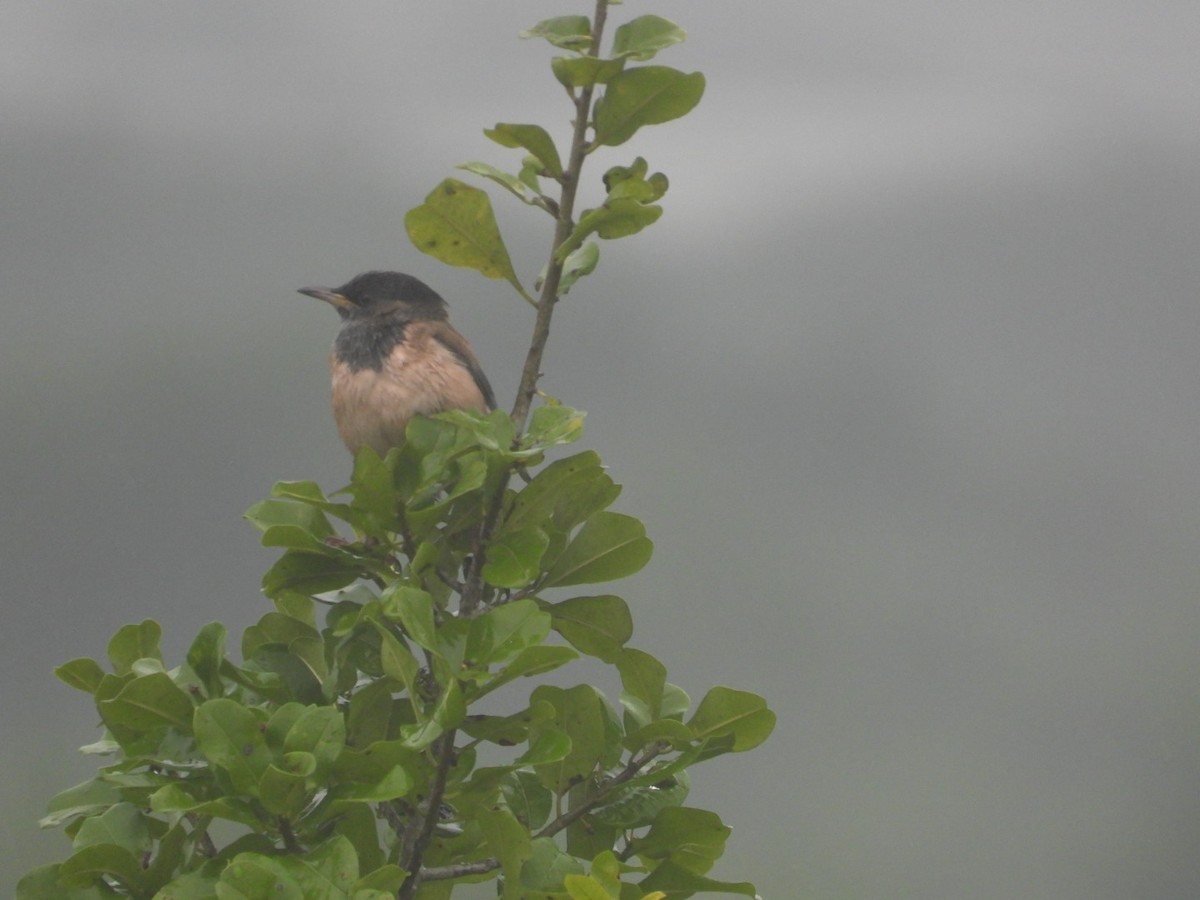 Rosy Starling - ML646678338