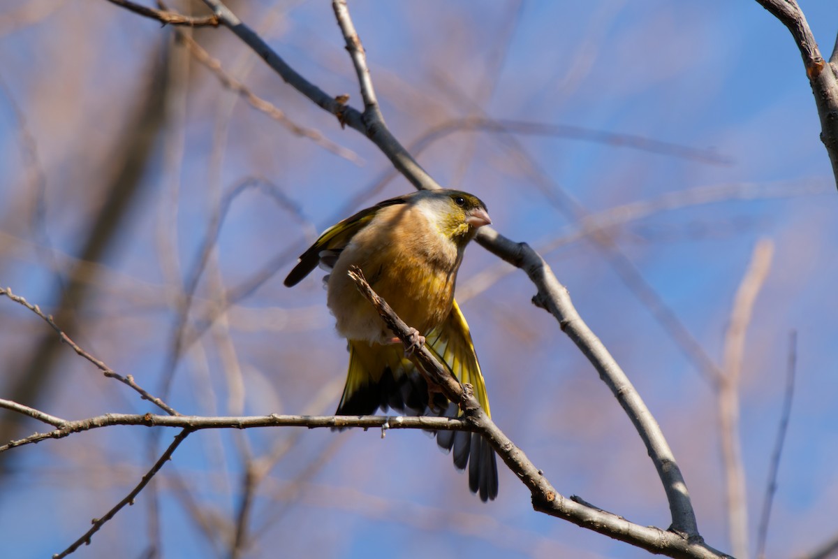 Oriental Greenfinch - ML646678339