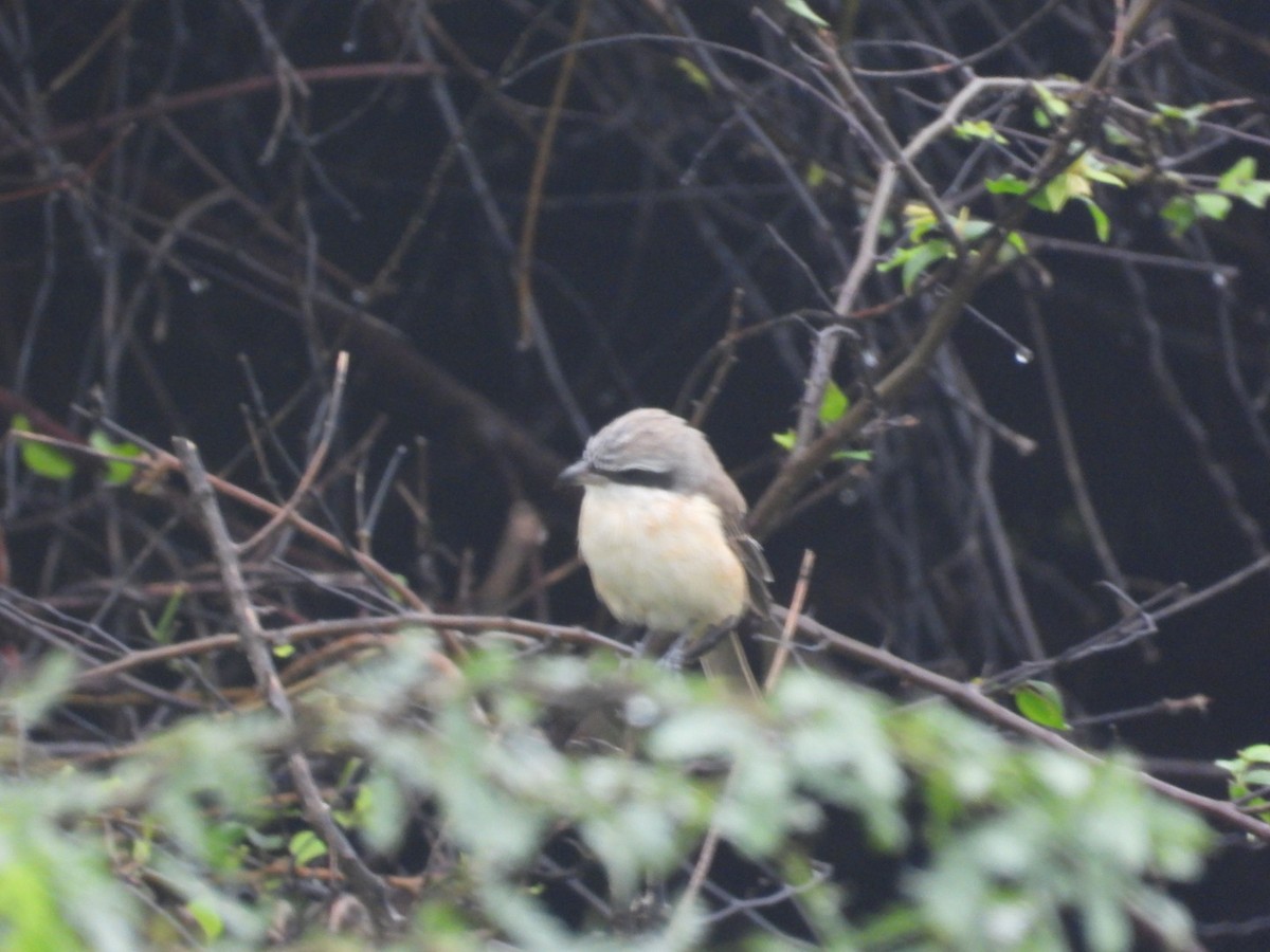 Antzandobi arrea - ML646678343