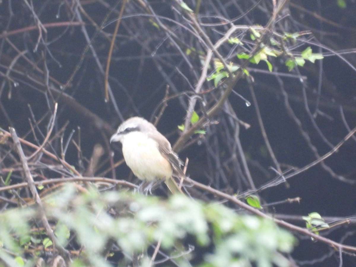 Antzandobi arrea - ML646678344