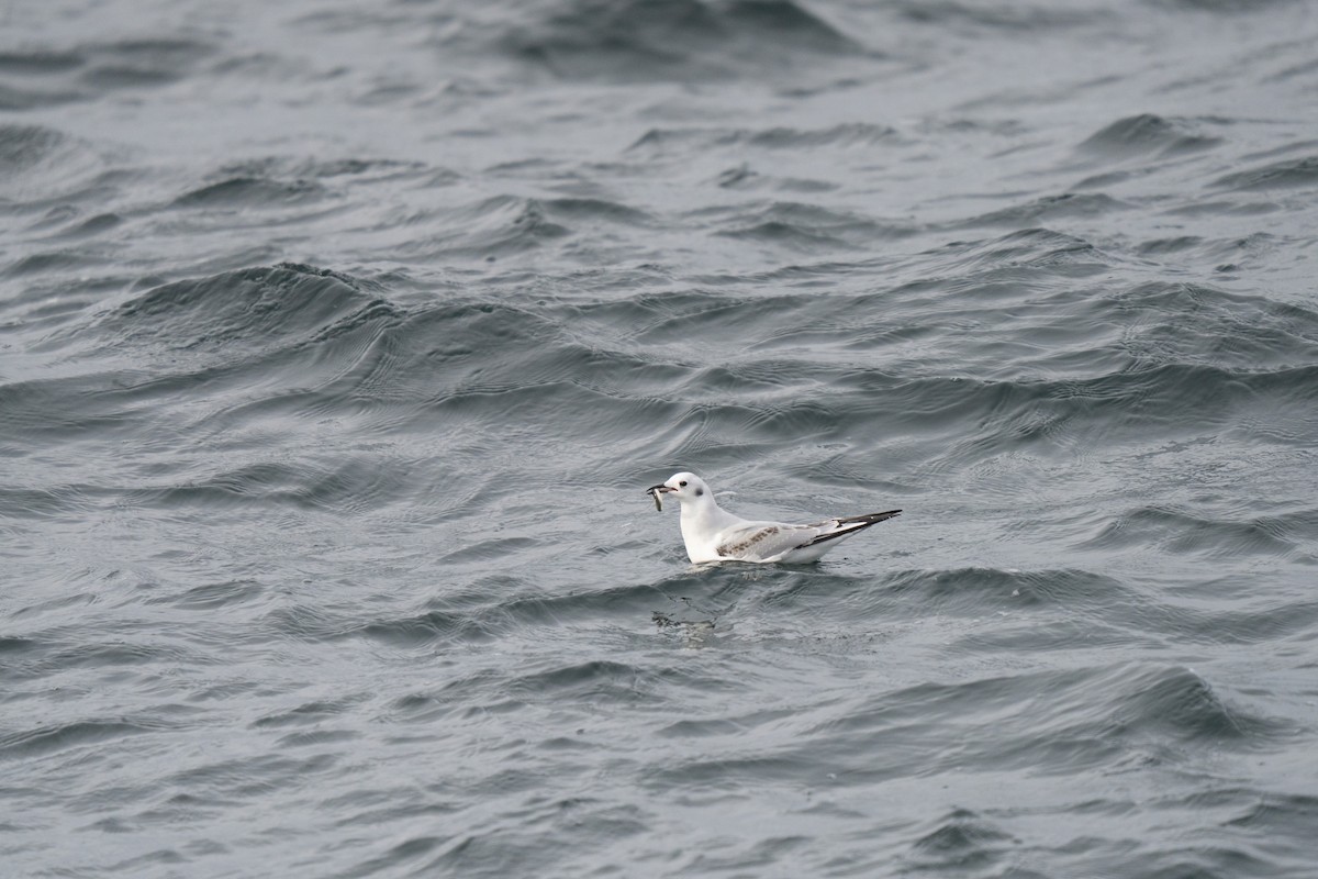 Bonaparte's Gull - ML646678345