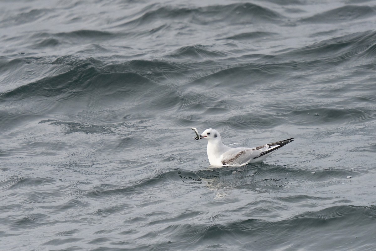 Bonaparte's Gull - ML646678346